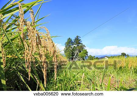 Nagano Prefecture, Japan View Large Photo Image Stock Image - Nagano Prefecture, Japan. Fotosearch