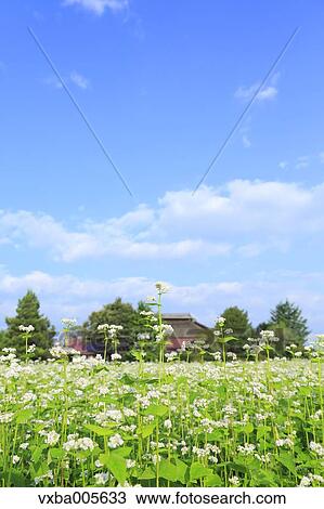 Nagano Prefecture, Japan View Large Photo Image Stock Image - Nagano Prefecture, Japan. Fotosearch