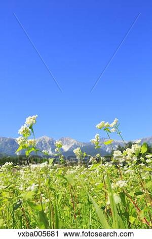 Nagano Prefecture, Japan View Large Photo Image Stock Image - Nagano Prefecture, Japan. Fotosearch
