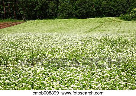 Nagano Prefecture, Japan View Large Photo Image Stock Photo - Nagano Prefecture, Japan. Fotosearch