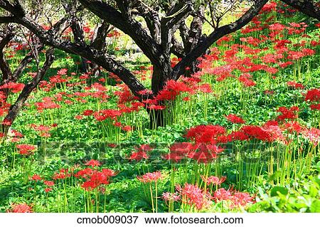 Nagano Prefecture, Japan View Large Photo Image Stock Photo - Nagano Prefecture, Japan. Fotosearch