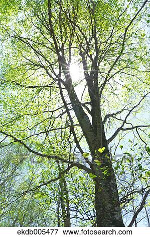 Stock Photo - Nagano Prefecture, Japan. Fotosearch