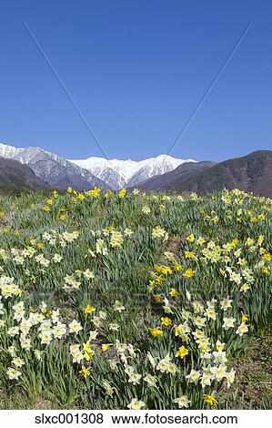 Stock Photo - Nagano Prefecture, Japan. Fotosearch