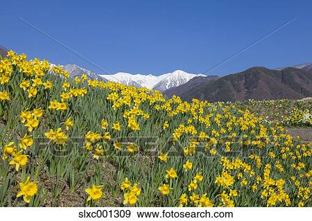 Nagano Prefecture, Japan View Large Photo Image Stock Photo - Nagano Prefecture, Japan. Fotosearch