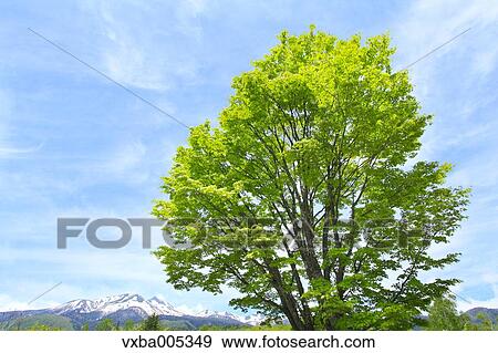 Stock Photo - Nagano Prefecture, Japan. Fotosearch