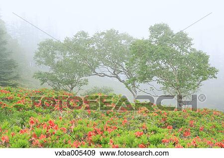 Nagano Prefecture, Japan View Large Photo Image Stock Photo - Nagano Prefecture, Japan. Fotosearch