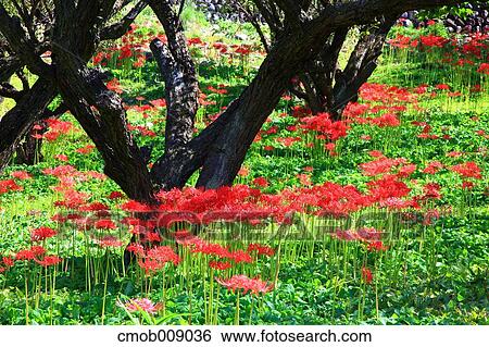 Nagano Prefecture, Japan View Large Photo Image Stock Photograph - Nagano Prefecture, Japan. Fotosearch