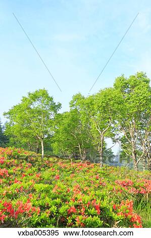 Nagano Prefecture, Japan View Large Photo Image Stock Photography - Nagano Prefecture, Japan. Fotosearch