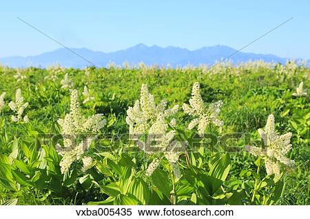 Nagano Prefecture, Japan View Large Photo Image Stock Photography - Nagano Prefecture, Japan. Fotosearch