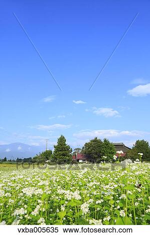 Nagano Prefecture, Japan View Large Photo Image Stock Photography - Nagano Prefecture, Japan. Fotosearch