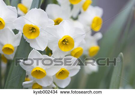 Narcissus View Large Photo Image Picture - Narcissus. Fotosearch