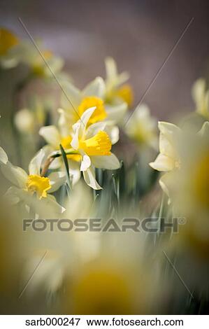 Narcissus View Large Photo Image Stock Photo - Narcissus. Fotosearch