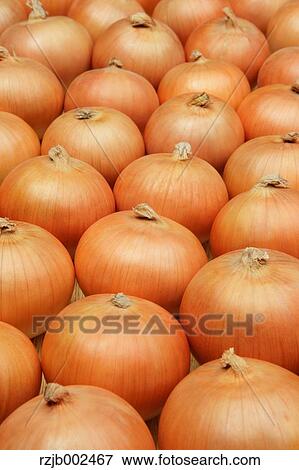 Onions View Large Photo Image Stock Photo - Onions. Fotosearch