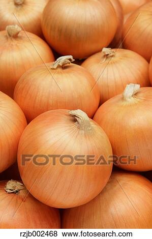 Onions View Large Photo Image Stock Photo - Onions. Fotosearch
