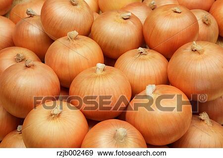 Stock Photo - Onions. Fotosearch