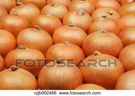 Stock Photograph - Onions. Fotosearch