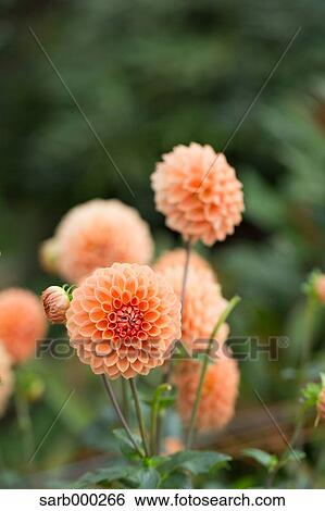 Orange Blossoms View Large Photo Image Stock Photograph - Orange Blossoms. Fotosearch