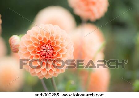 Orange Blossoms View Large Photo Image Stock Photography - Orange Blossoms. Fotosearch