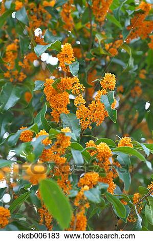 Orange Osmanthus View Large Photo Image Stock Image - Orange Osmanthus. Fotosearch