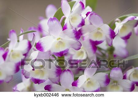 Orchids View Large Photo Image Stock Photograph - Orchids. Fotosearch