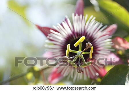 Stock Photo - Passion Flower. Fotosearch