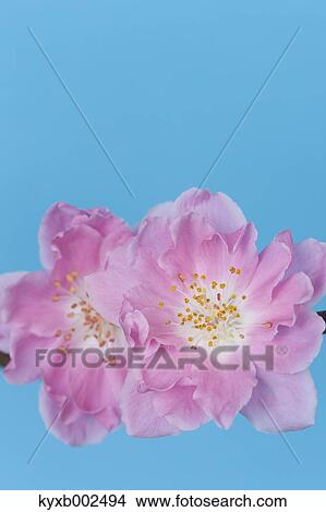 Peach Blossoms View Large Photo Image Picture - Peach Blossoms. Fotosearch