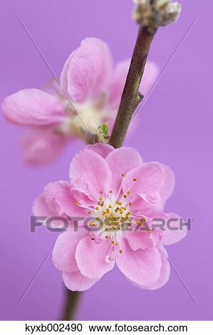 Stock Image - Peach Blossoms. Fotosearch