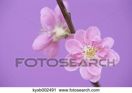 Peach Blossoms View Large Photo Image Stock Image - Peach Blossoms. Fotosearch