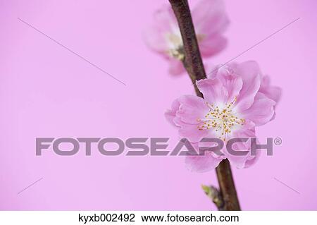 Stock Image - Peach Blossoms. Fotosearch