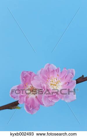 Peach Blossoms View Large Photo Image Stock Image - Peach Blossoms. Fotosearch