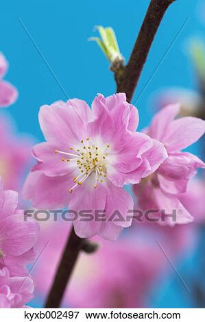 Peach Blossoms View Large Photo Image Stock Photo - Peach Blossoms. Fotosearch