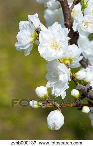 Stock Photo - Peach blossoms. Fotosearch