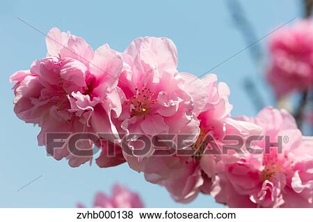 Stock Photo - Peach blossoms. Fotosearch