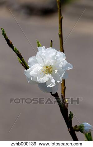 Stock Photo - Peach blossoms. Fotosearch