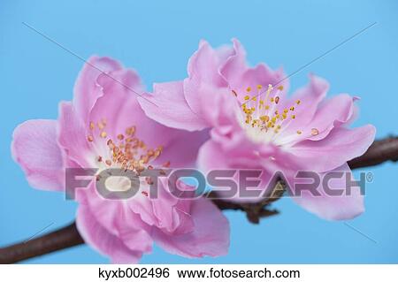 Peach Blossoms View Large Photo Image Stock Photograph - Peach Blossoms. Fotosearch