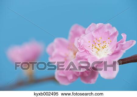Stock Photography - Peach Blossoms. Fotosearch