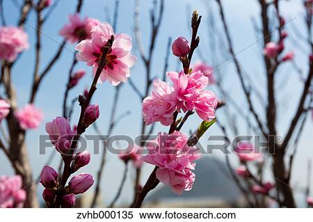 Peach blossoms View Large Photo Image Stock Photography - Peach blossoms. Fotosearch