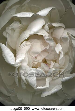 Peony View Large Photo Image Stock Image - Peony. Fotosearch