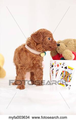Pet Dog View Large Photo Image Picture - Pet Dog. Fotosearch