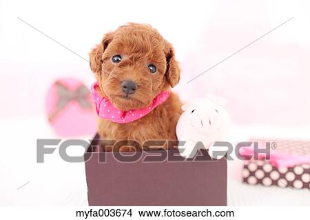 Pet Dog View Large Photo Image Picture - Pet Dog. Fotosearch
