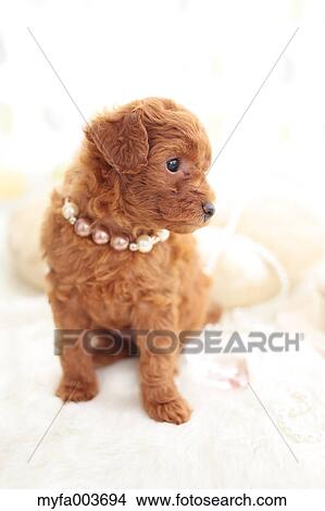 Picture - Pet Dog. Fotosearch
