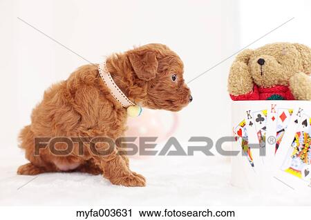 Stock Image - Pet Dog. Fotosearch