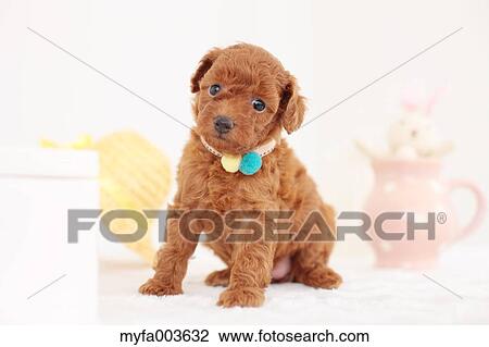 Pet Dog View Large Photo Image Stock Image - Pet Dog. Fotosearch