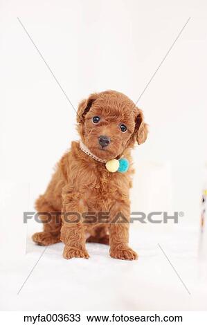 Pet Dog View Large Photo Image Stock Image - Pet Dog. Fotosearch