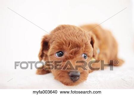 Pet Dog View Large Photo Image Stock Image - Pet Dog. Fotosearch
