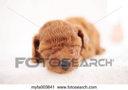 Pet Dog View Large Photo Image Stock Image - Pet Dog. Fotosearch