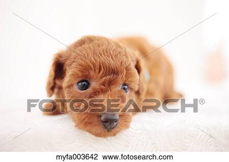 Pet Dog View Large Photo Image Stock Image - Pet Dog. Fotosearch