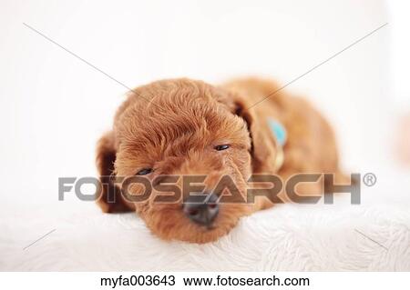 Pet Dog View Large Photo Image Stock Image - Pet Dog. Fotosearch