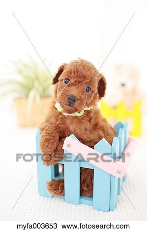 Pet Dog View Large Photo Image Stock Image - Pet Dog. Fotosearch