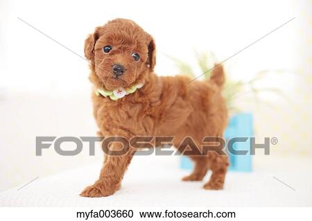 Pet Dog View Large Photo Image Stock Image - Pet Dog. Fotosearch